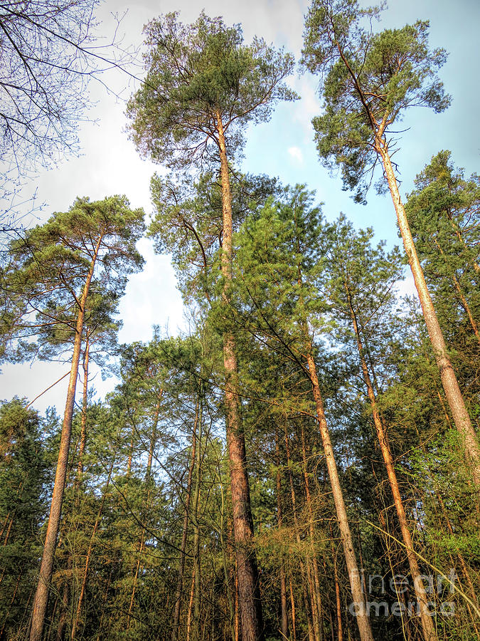 Tall Pine Trees Photograph by Elisabeth Lucas - Fine Art America