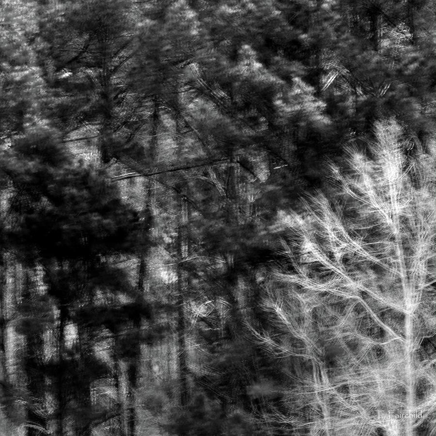 Tall Pines and Winter Trees Black and White Photograph by Theresa ...