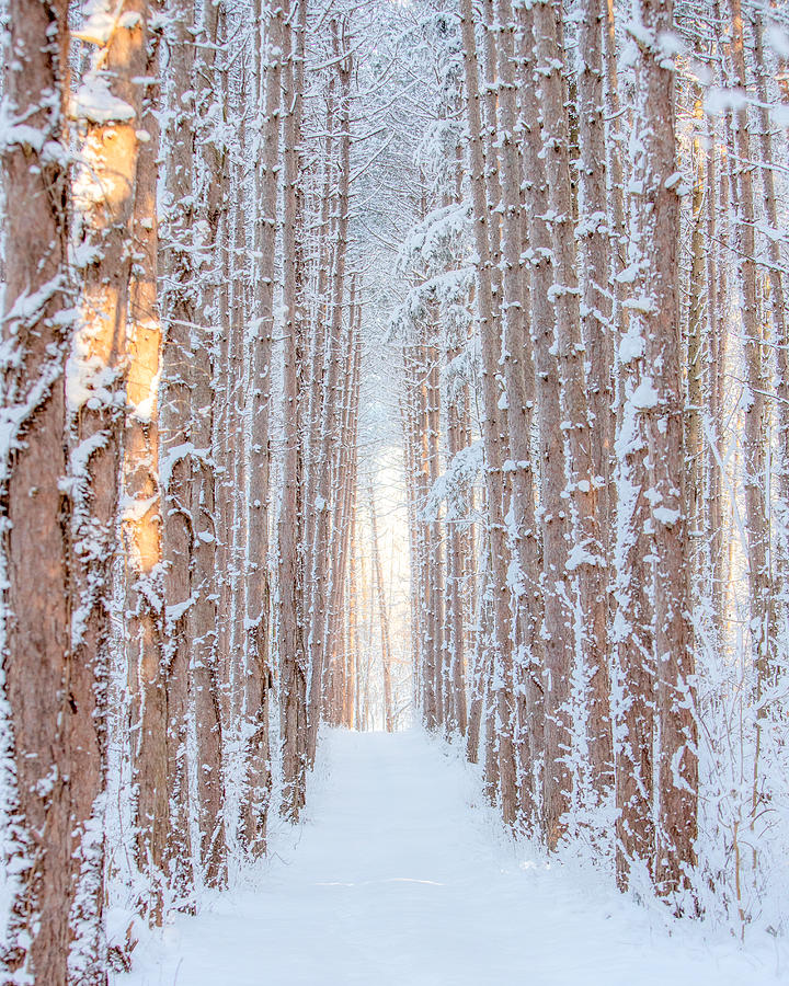 Tall Pines in Winter Photograph by Rod Best
