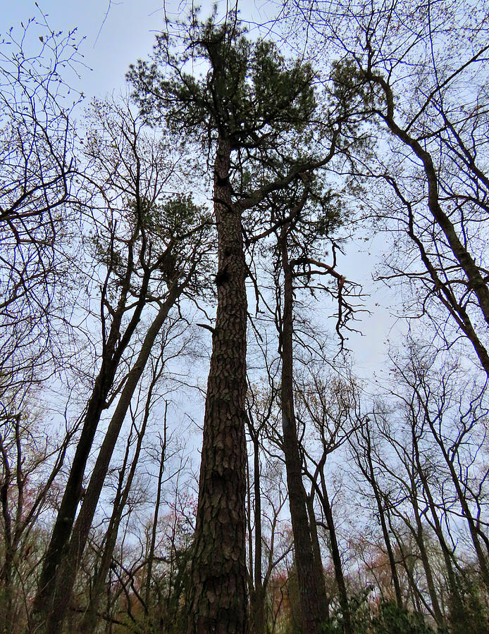 Tall Pines Photograph by Linda Stern