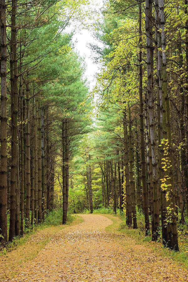 Tall Pines Path Photograph by Charlie Jones