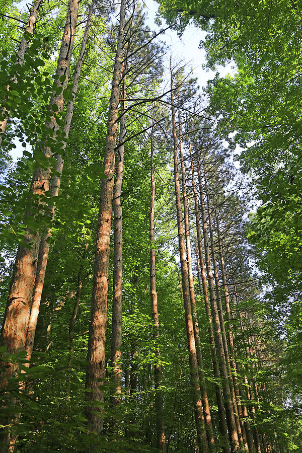 Tall Pines Pine River Trail 2 062020 Photograph by Mary Bedy | Fine Art ...