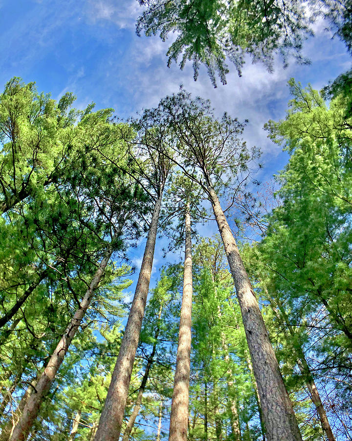 Tall Pines Photograph by Sarah Lilja