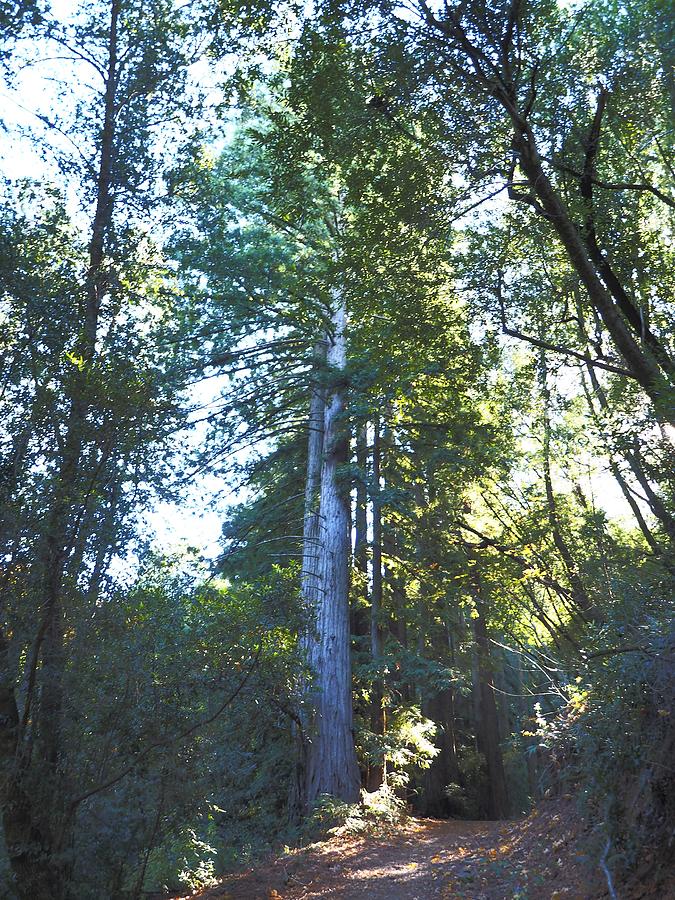 Tall Redwood Photograph by Richard Thomas