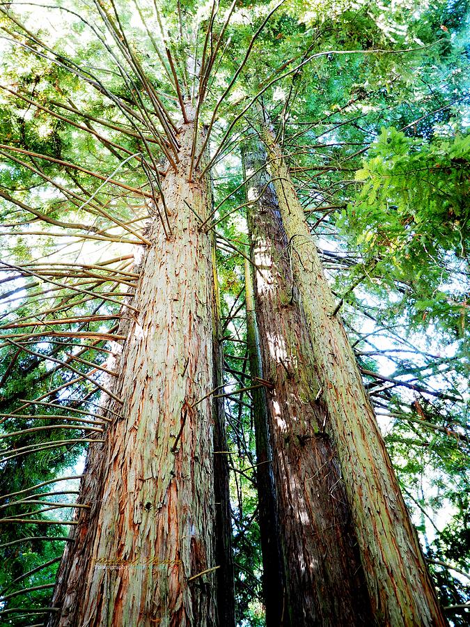 Tall Redwoods Photograph by Richard Thomas
