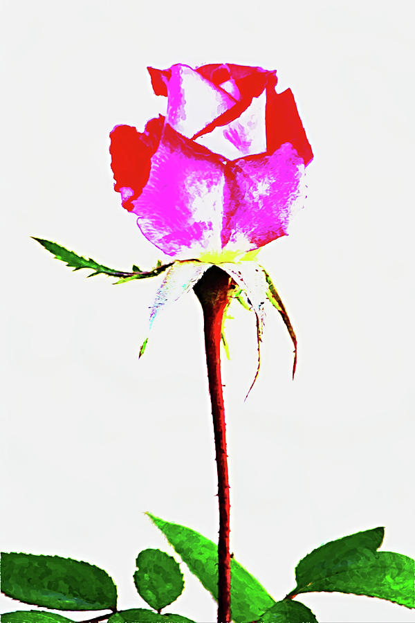 Tall Rose Graphic Art Portrait Digital Art by Gaby Ethington