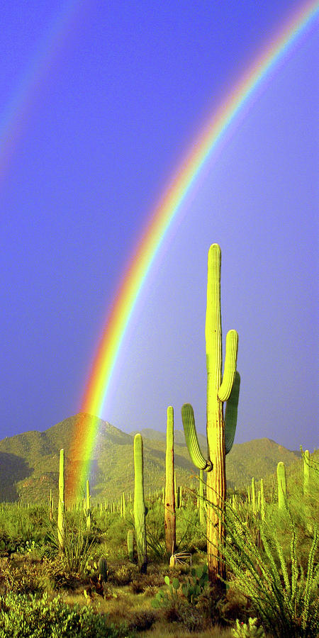Tall Saguaro Rainbow Photograph by Douglas Taylor
