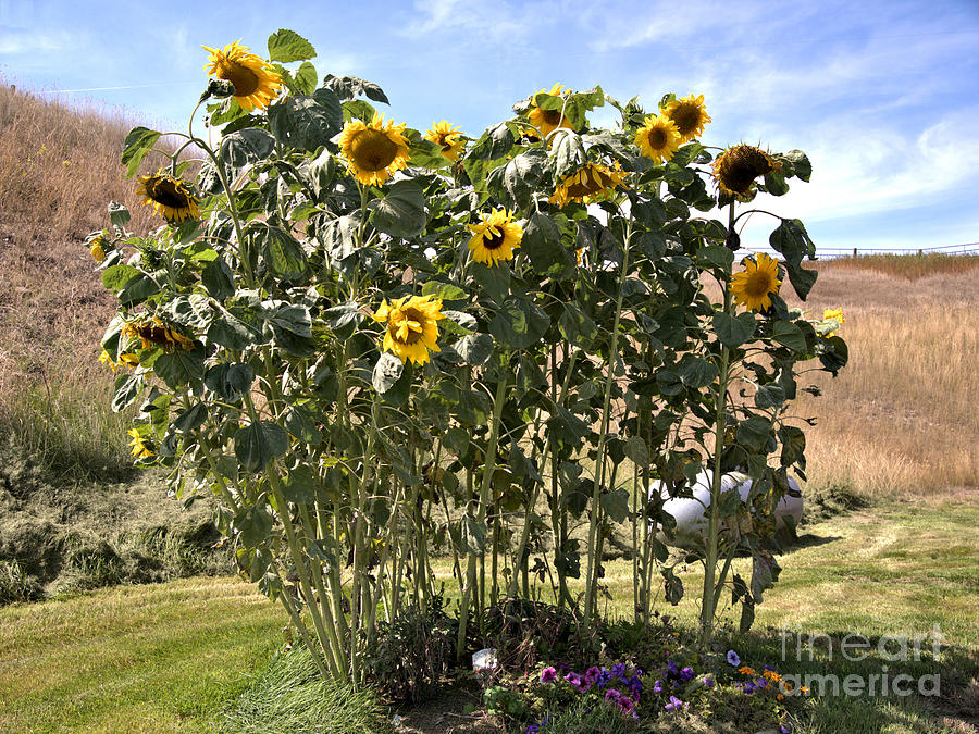 Nature Photograph - Tall Sunflower Patch by Kae Cheatham