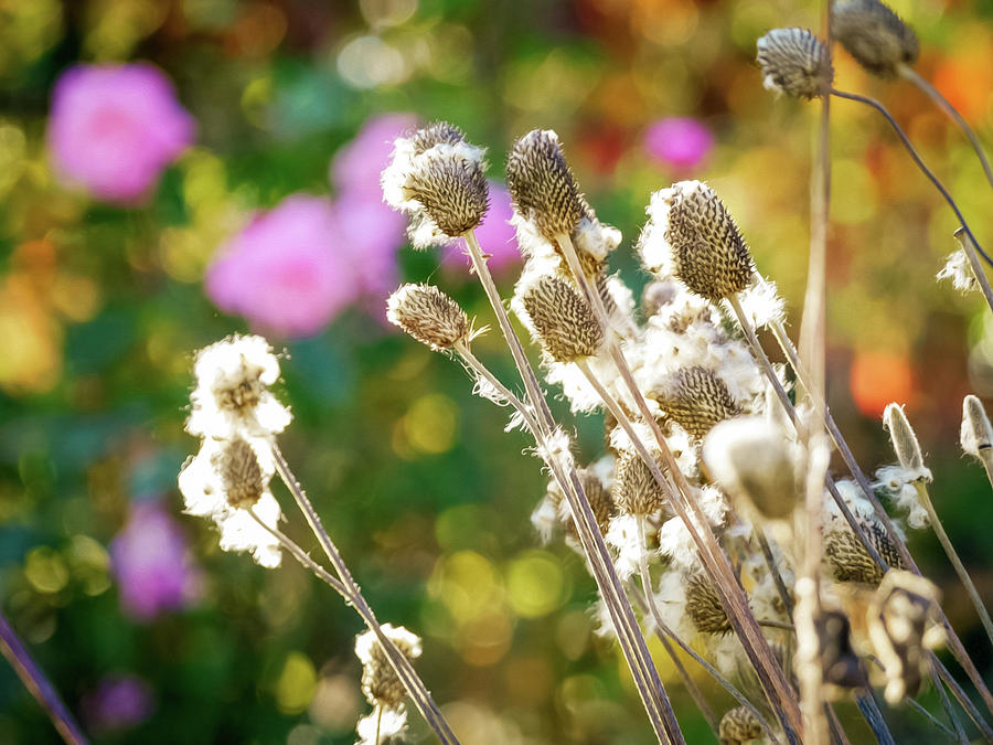 Tall Thimbleweed In Seed - Oil Painting Style Photograph by Rachel Morrison