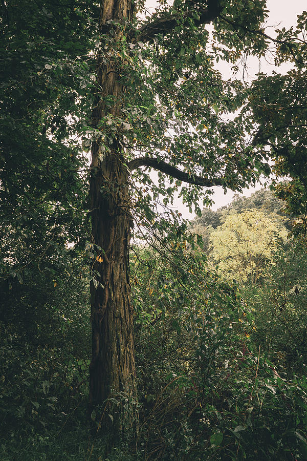 Tall Tree Amongst the Underwood Photograph by Jason Fink