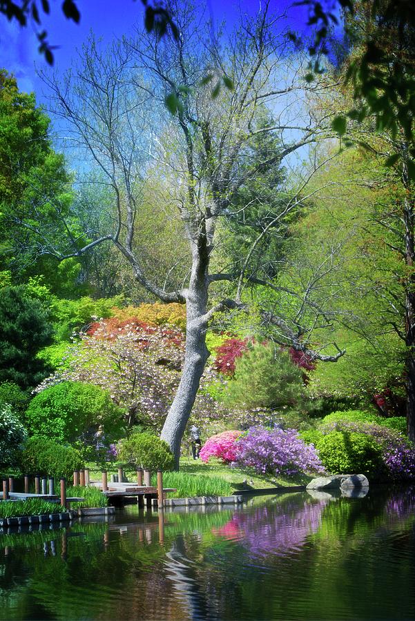 Tall Tree In The Garden Photograph by Marty Koch - Fine Art America