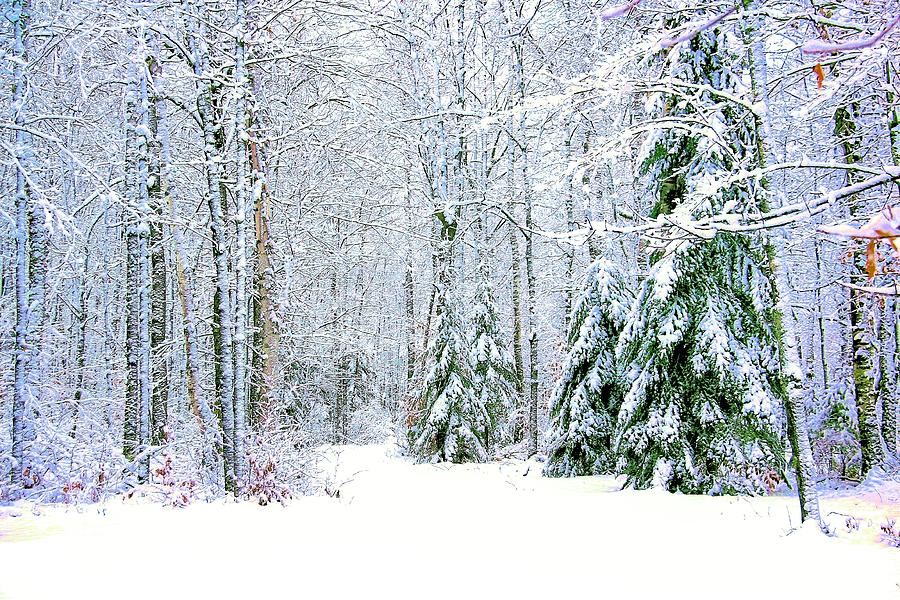 Tall Trees In Snow Photograph
