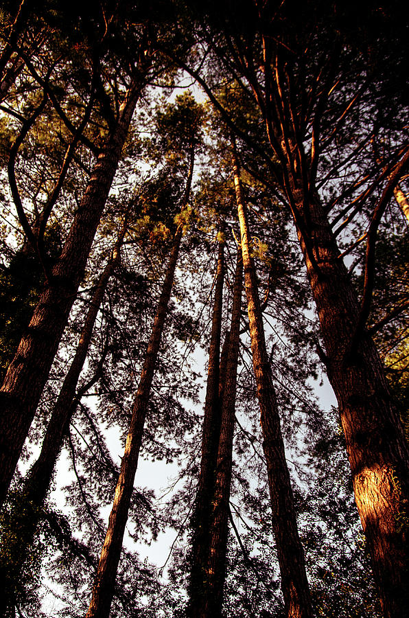 Tall Trees Photograph by Lenny Carter