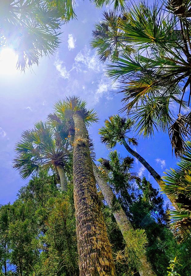 Tall Trees Photograph by Michelle Wachter - Fine Art America