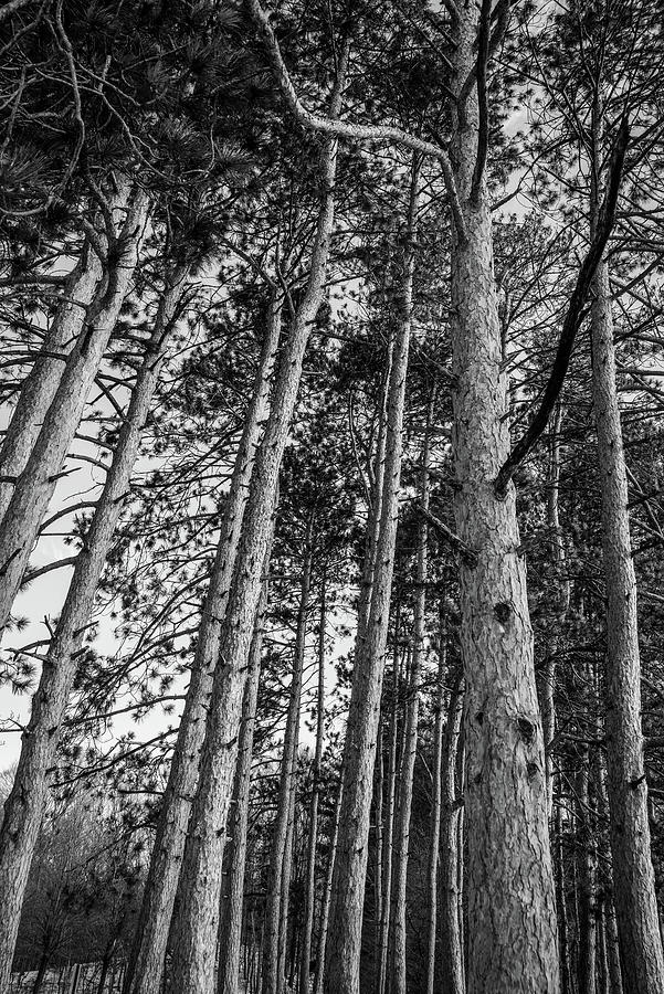 Tall Trees Photograph by Michelle Wittensoldner