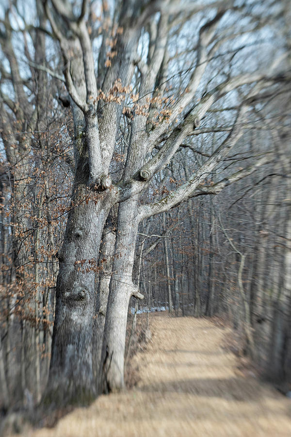 Tall Trees on the Trail Photograph by Kimberly Mackowski