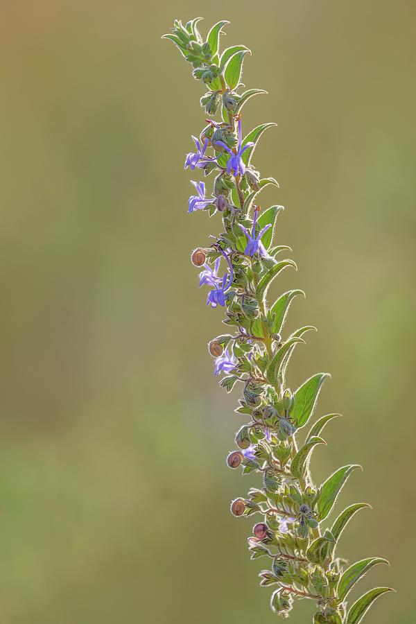 Flower Photograph - Tall Vinegarweed - Trichostema lanceolatum by Alexander Kunz