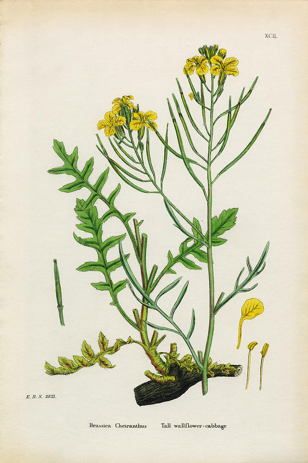 Tall Wallflower Cabbage, Brassica Cheiranthus, Victorian Botanical Illustration, 1863 Drawing by Bauhaus1000