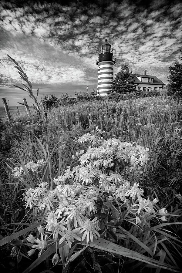 Flower Photograph - Tall White Asters at West Quoddy Head Black and White by Rick Berk