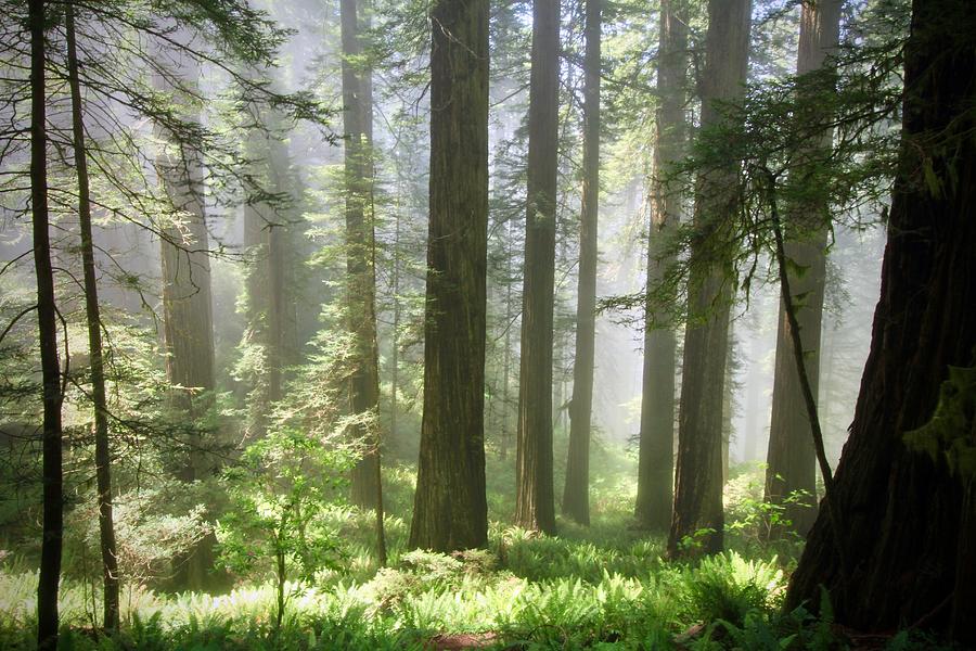 Coastal Forest Mist Photograph by Ed Riche - Fine Art America