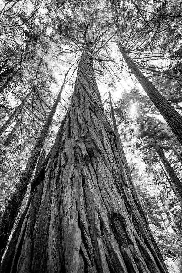 Talltree Photograph By Richard Delello Fine Art America