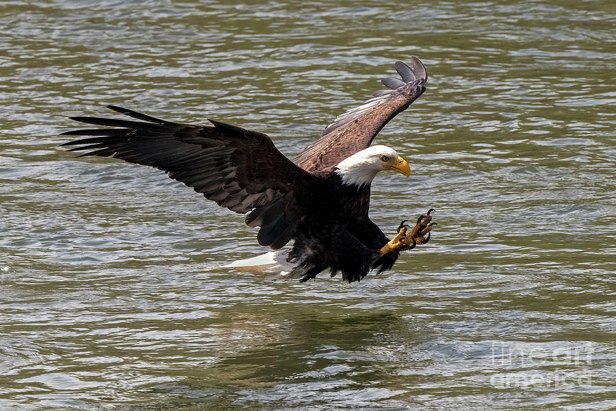 Talons at the Ready Photograph by Michael Dawson - Fine Art America