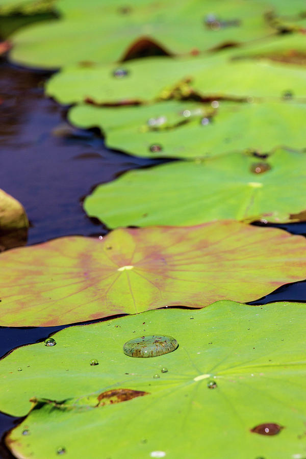 Nenuphars Photograph by Jennifer Mallet - Fine Art America