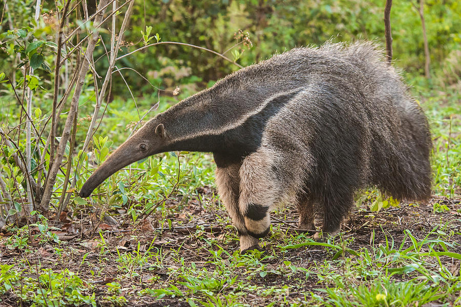 Tamanduá Bandeira - Giant Anteater Photograph by Www.froehlich-photo.com Tamanduá Bandeira - Giant Anteater Photograph by Www.froehlich-photo.com