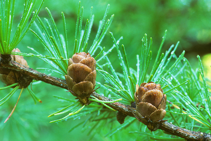 Tamarack Cones Photograph by Michael Redmer - Fine Art America