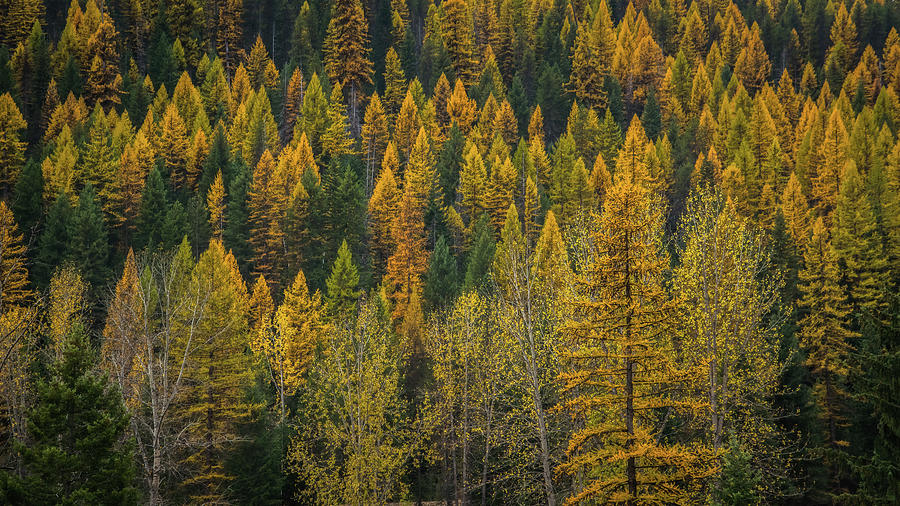 Tamarack tree in autumn fall Idaho Photograph by William Krumpelman