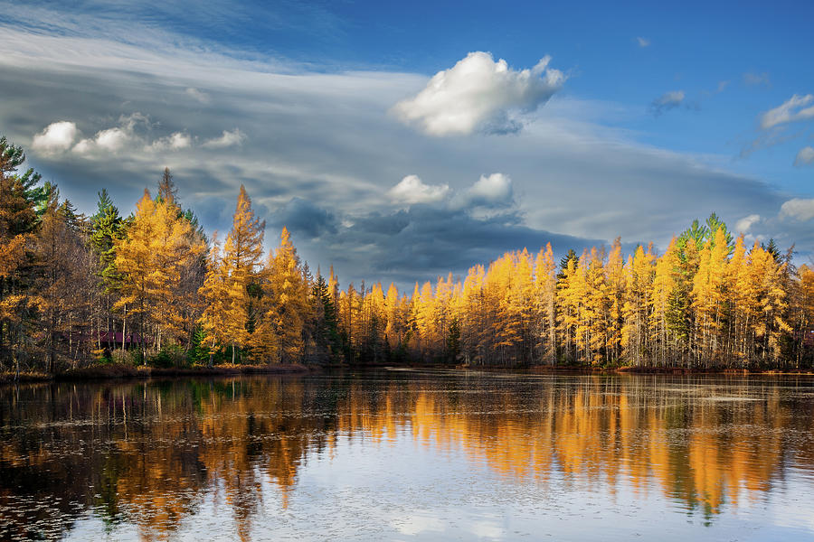 Tamaracks in the Fall Photograph by David Patterson