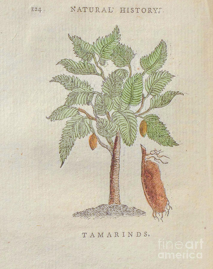 Tamarinds Tamarindus indica t3 Drawing by Botany