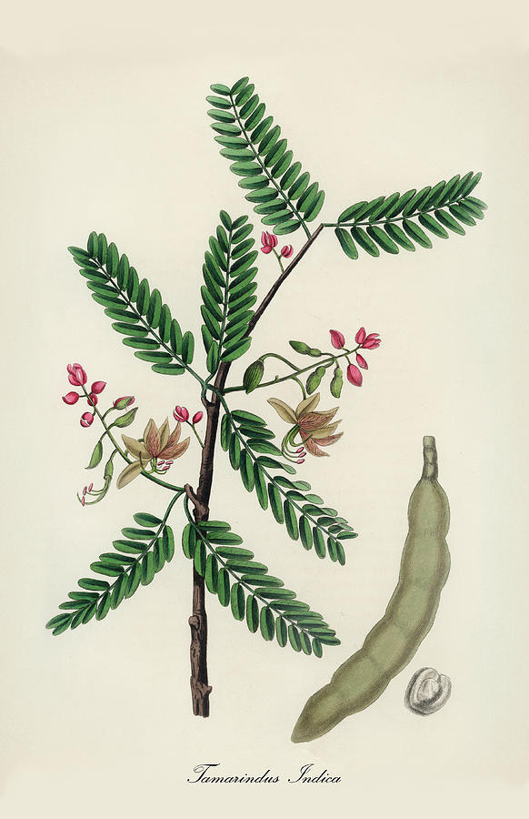 Nature Digital Art - Tamarindus Indica - Tamarind -  Medical Botany - Vintage Botanical Illustration - Plants and Herbs by Studio Grafiikka