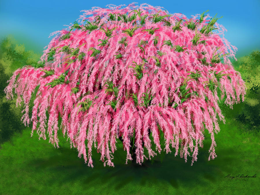Tamarisk Tree Blooming Digital Art
