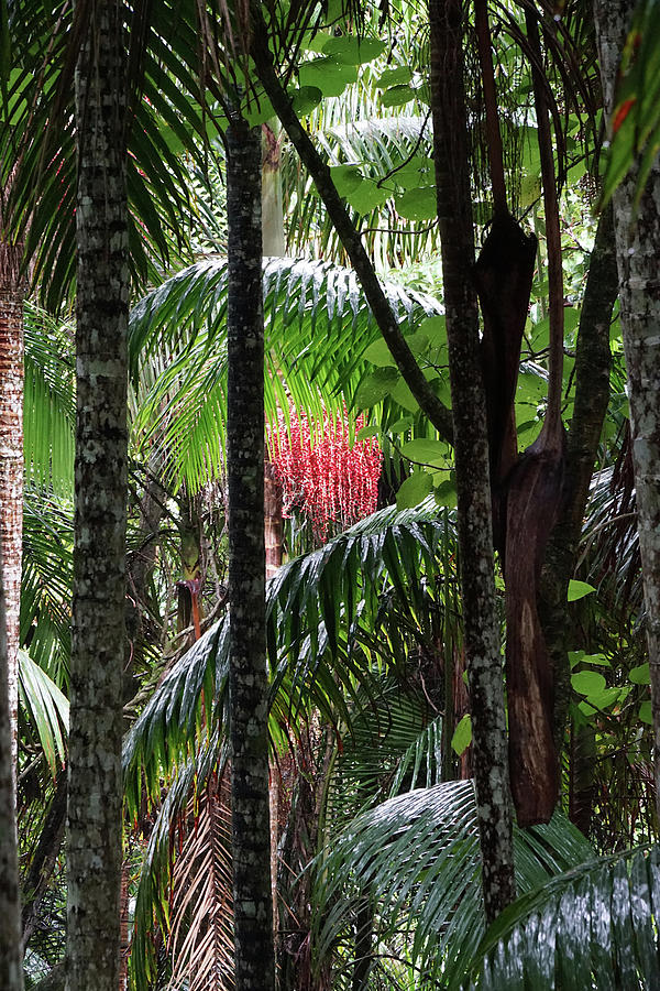 Tamborine Mountain Rainforest Queensland Photograph by Richard Reeve