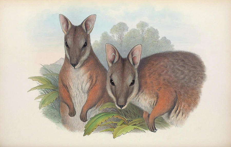 Tammar Wallaby Drawing By John Gould,Steaming Green Beans