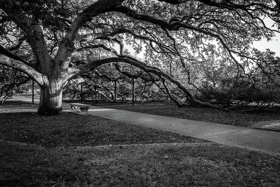 TAMU Century Tree at Sunset Black and White 2x3 Photograph by Trevor ...