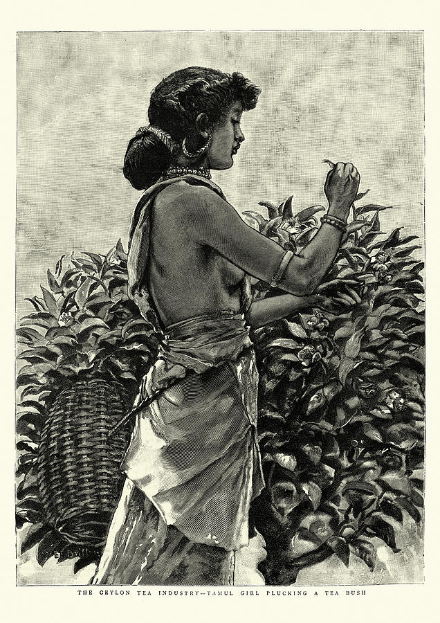 Tamul girl plucking a tea bush, Ceylon, 19th Century Drawing by Duncan1890