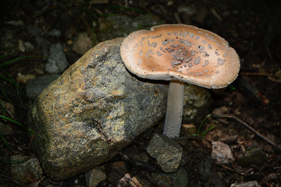 Tan Mushroom Photograph by Raymond Salani III