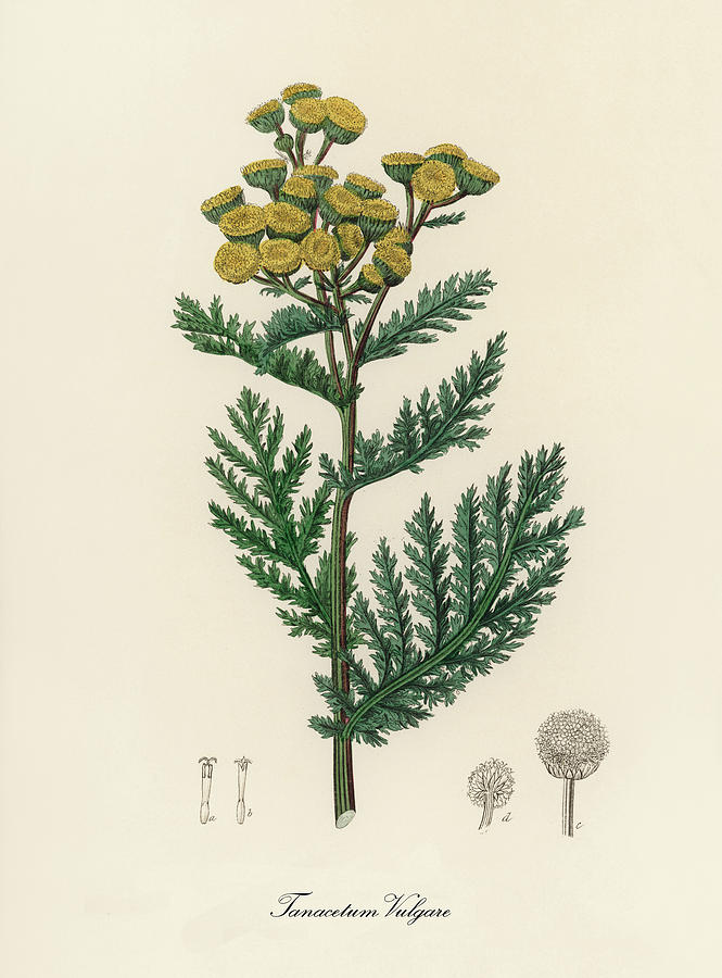 Nature Digital Art -  Tanacetum Vulgare - Tansy - Medical Botany - Vintage Botanical Illustration - Plants and Herbs  by Studio Grafiikka