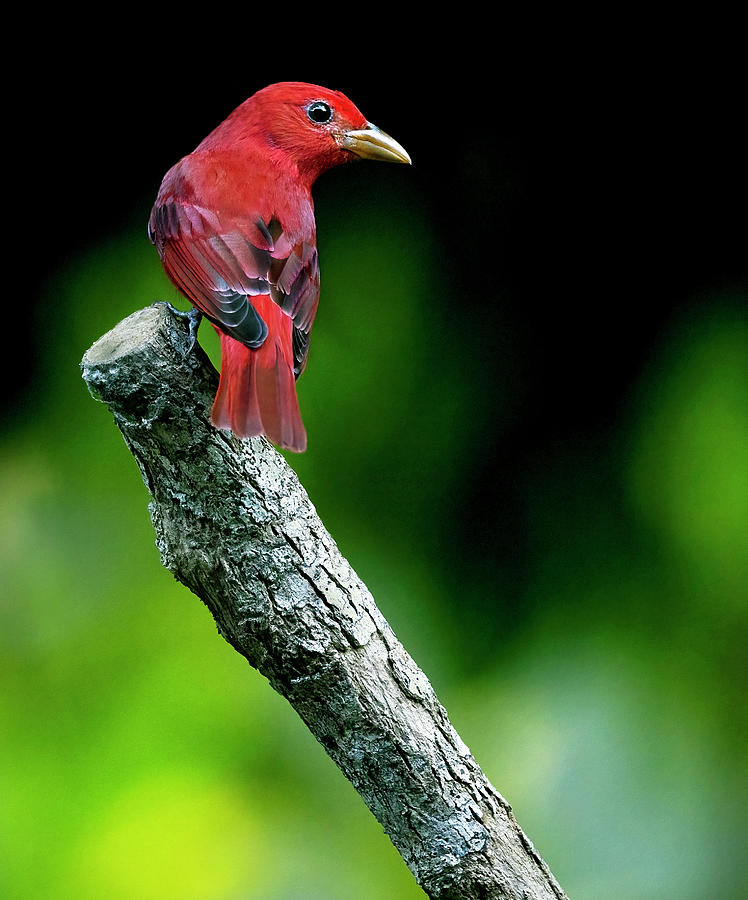 Tanager Red Photograph by Art Cole