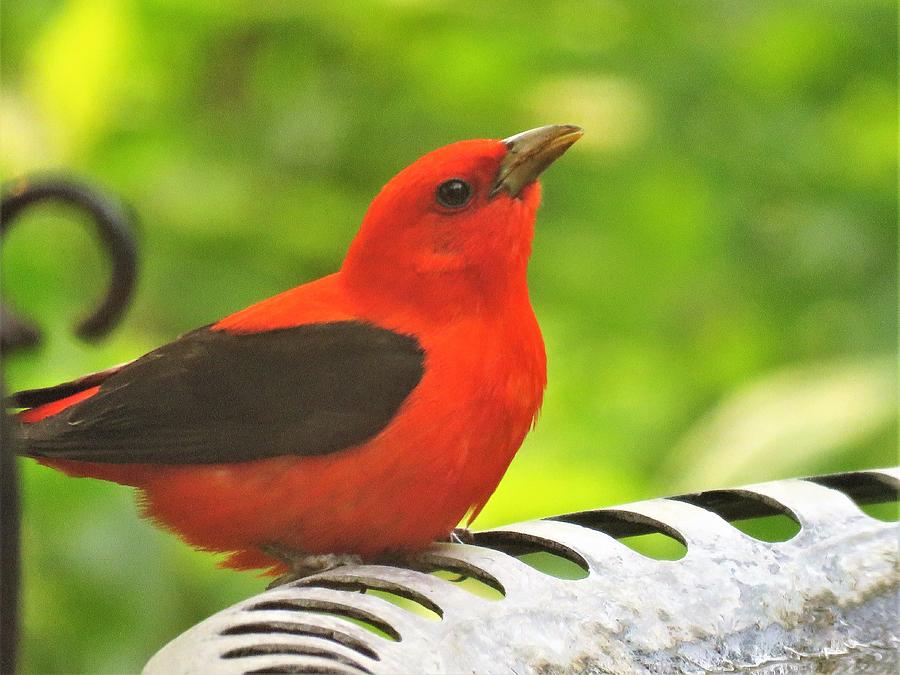 Tanager Visitor  Photograph by Lori Frisch