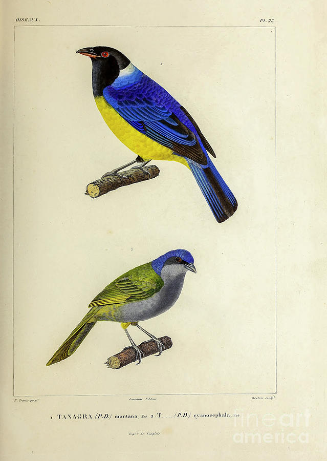 tanagers of South America 1835 u5 Photograph by Historic illustrations