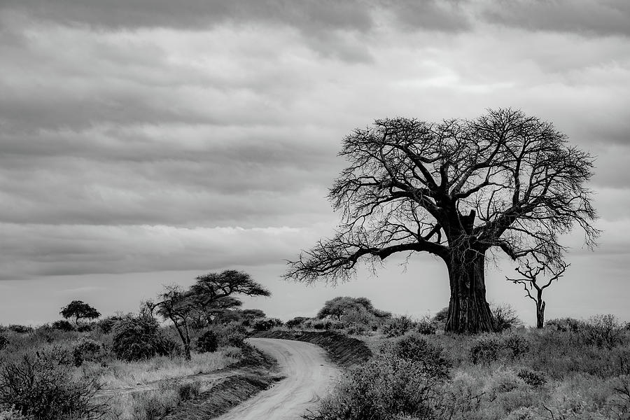 Tarangire National Park, Black and White Photograph by Marcy Wielfaert