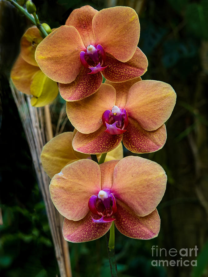 Tangerine and Purple Phalaenopsis Orchid Photograph by L Bosco
