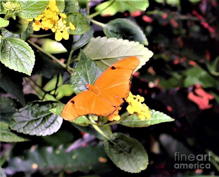 Tangerine Butterfly Painting by Mindy Newman