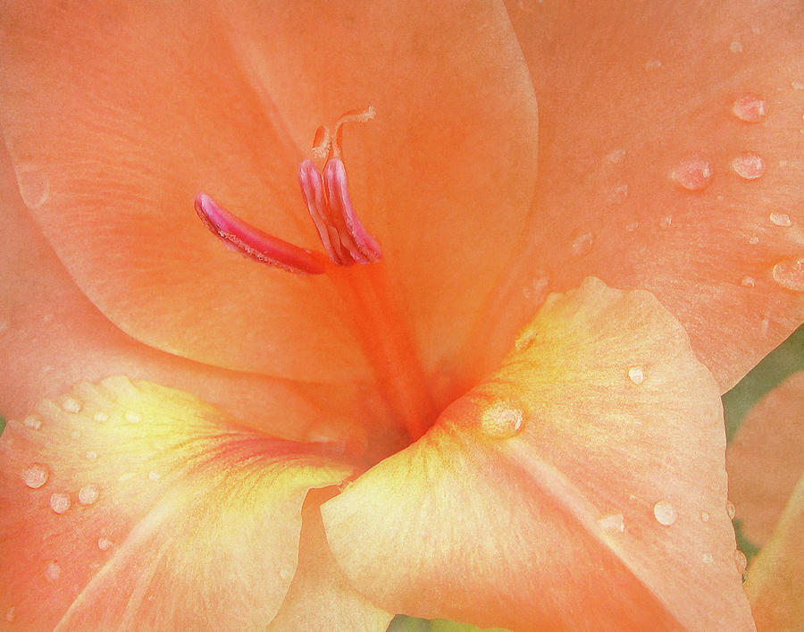 Tangerine Gladiola Photograph