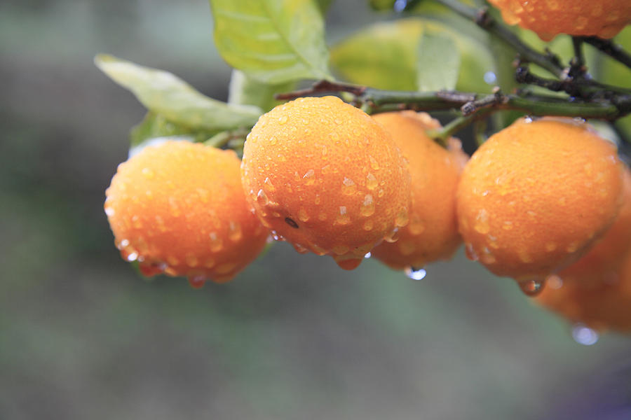 Tangerines, Japan Photograph by SHOSEI/Aflo