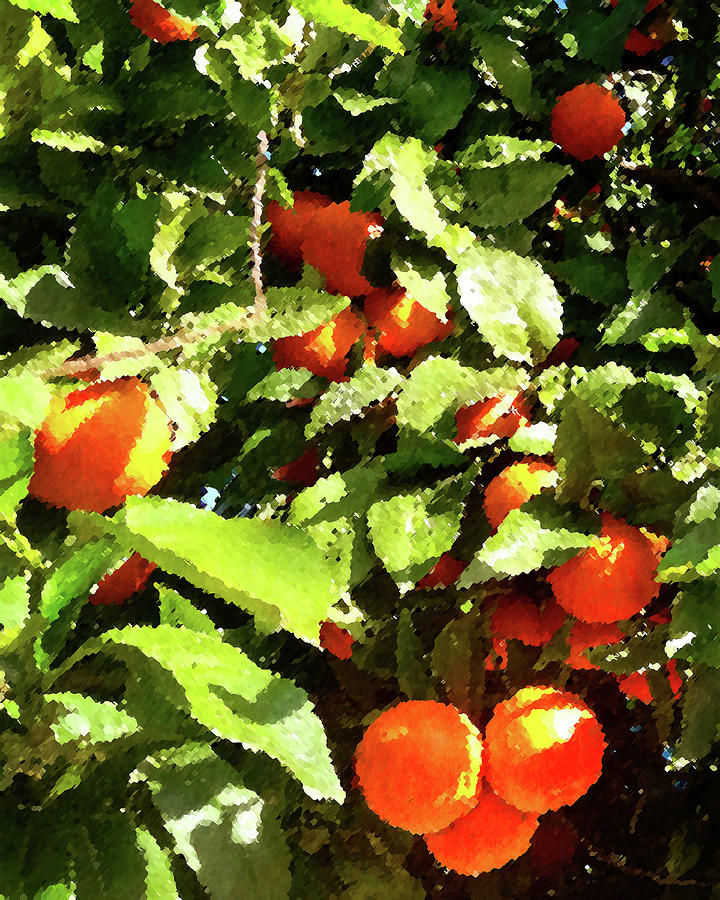 Tree Photograph - Tangerines by Timothy Bulone