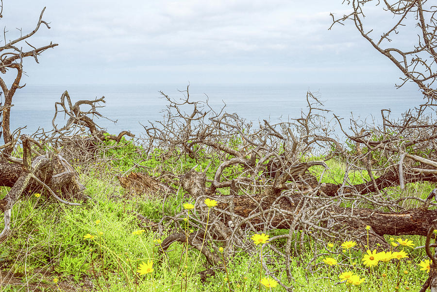 Tangled Beauty Torrey Pines State Natural Reserve Photograph by Joseph S Giacalone